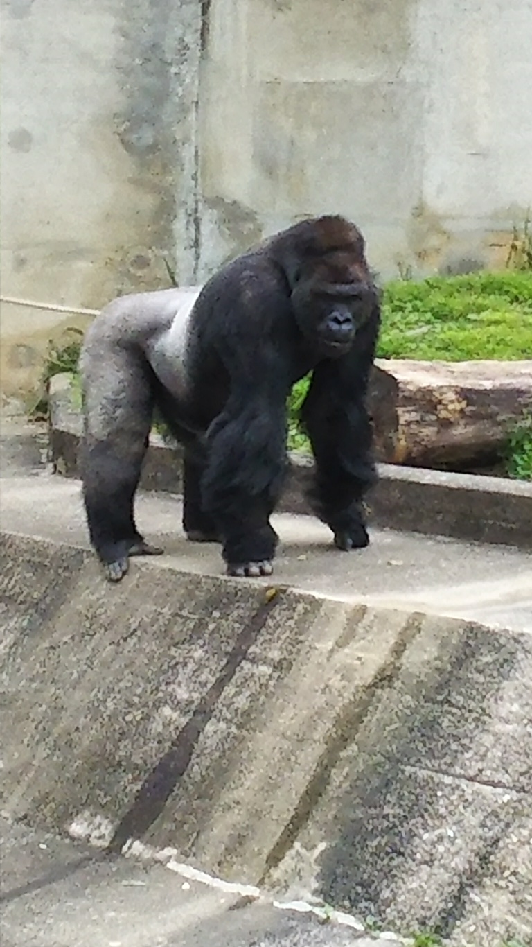 東山動物園～ささしまライブ