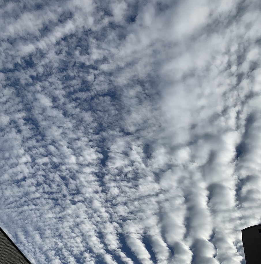 朝からきれいな羊雲